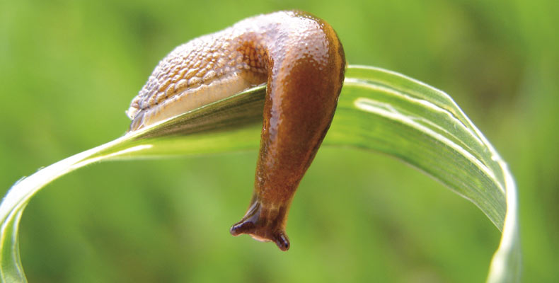 slug
