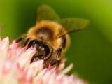 Bees