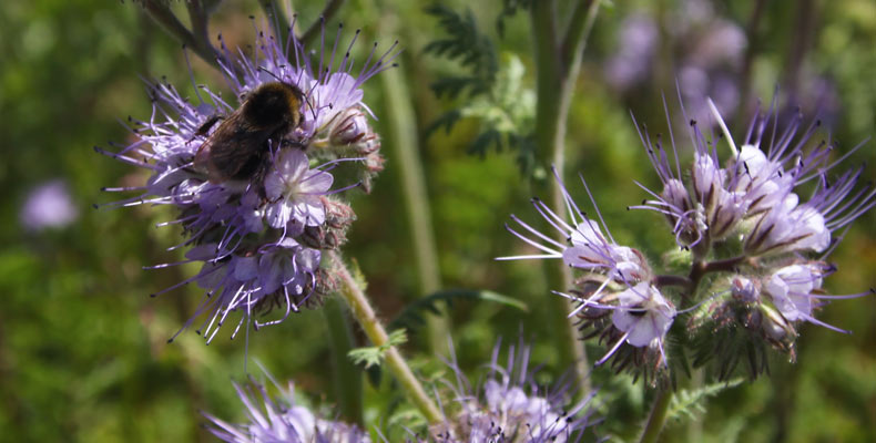 Phacelia and bees at Chishill 790x400