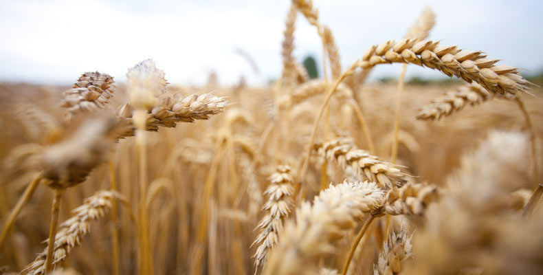 Wheat ears