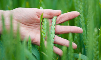 wheat in hand
