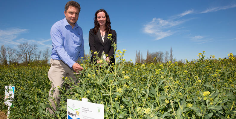 oilseed rape performance