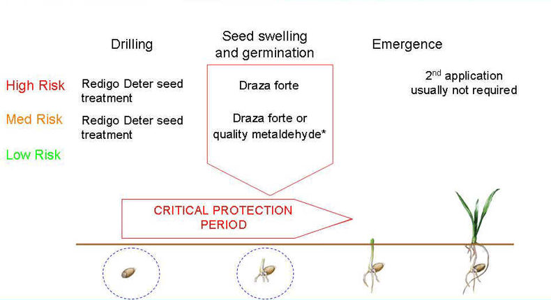 Winter wheat advice graph