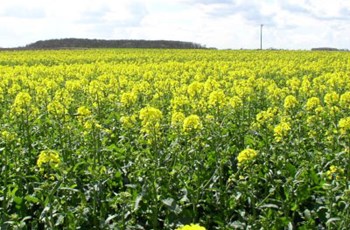Oilseed Rape