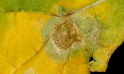 Phoma leaf spot