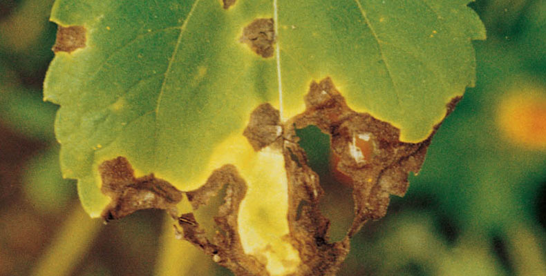 Sclerotinia infected leaf big