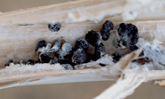 Sclerotia forming inside infected stems med