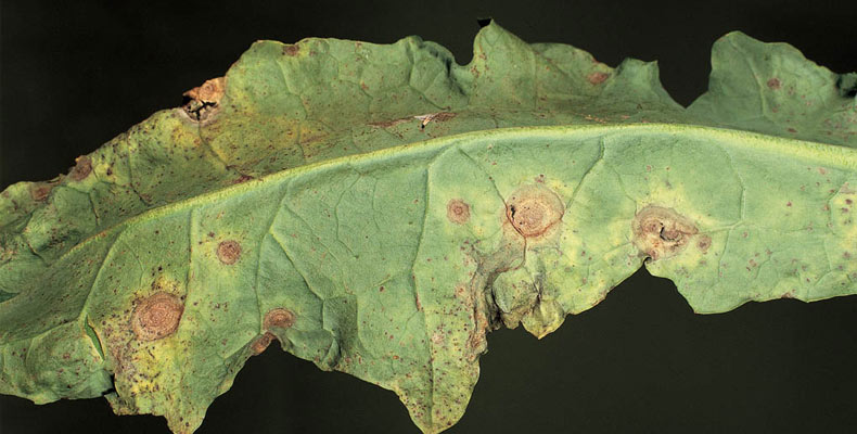 Alternaria lesions on an infected leaf