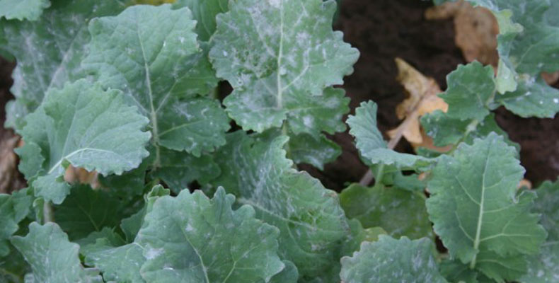 oilseed-rape-diseases