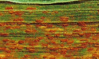 Brown Rust