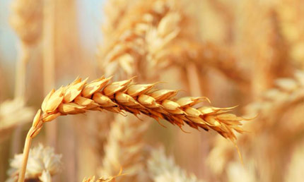 wheat golden ears
