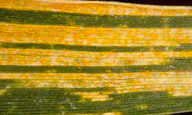 Yellow rust stripe detail