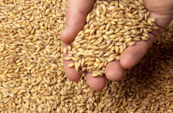 Barley grains