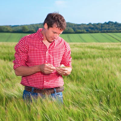 Farmer examining grown barley